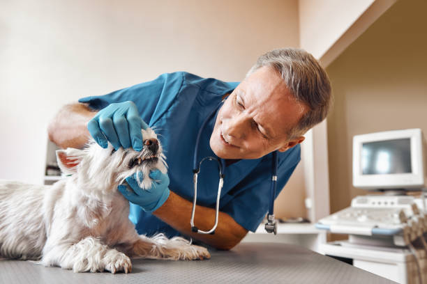 Best Walk-In Emergency Dental Services in Assumption, IL